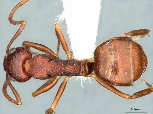 Dolichoderus nigricornis - CASENT0886066