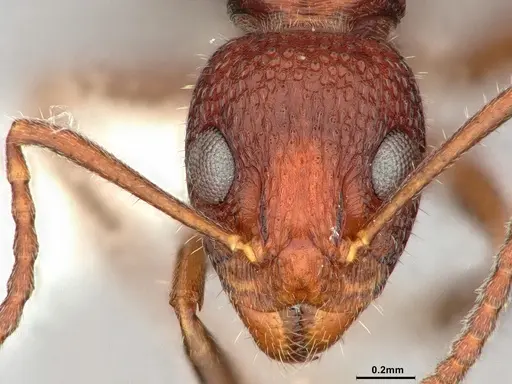 Dolichoderus nigricornis - CASENT0886066