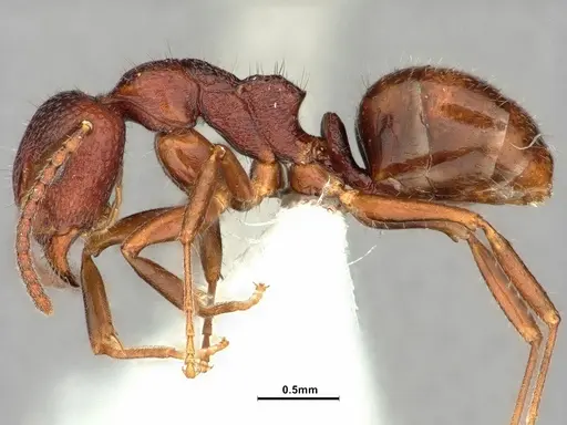 Dolichoderus nigricornis - CASENT0886066