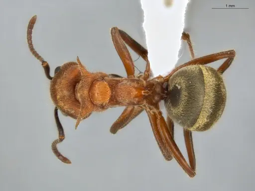 Dolichoderus omacanthus specimen