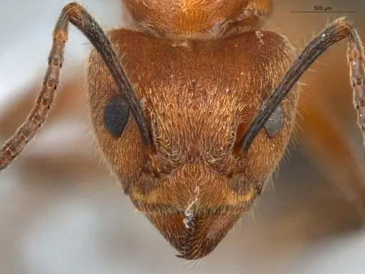 Dolichoderus omacanthus specimen