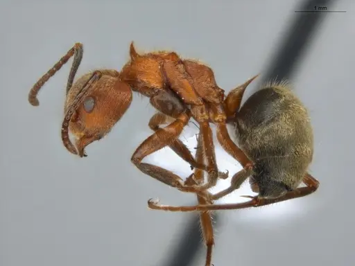 Dolichoderus omacanthus specimen