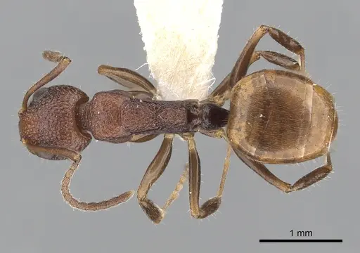 Dolichoderus omicron specimen