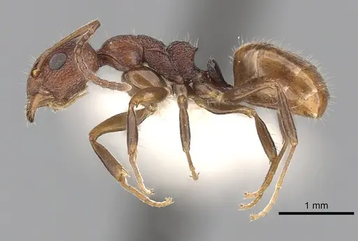 Dolichoderus omicron specimen