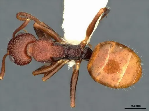 Dolichoderus omicron - CASENT0886065