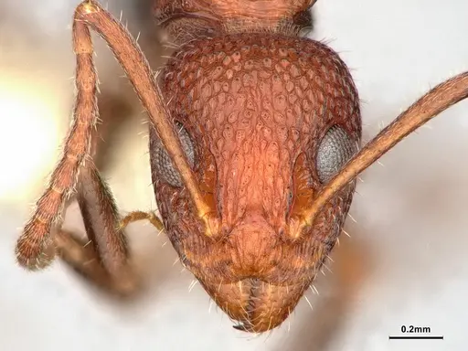 Dolichoderus omicron - CASENT0886065