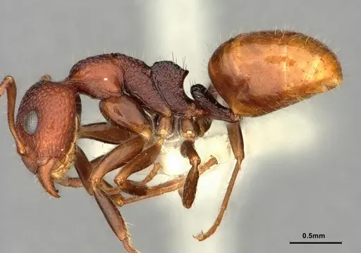 Dolichoderus omicron - CASENT0886065