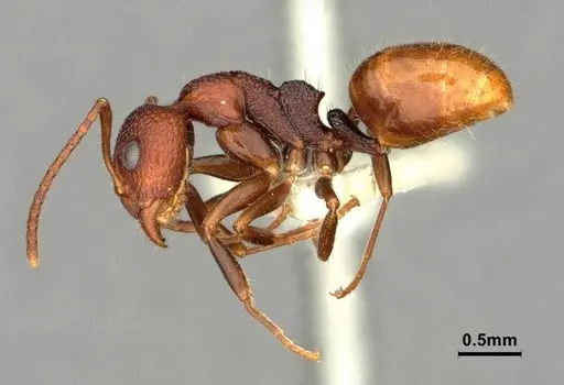Dolichoderus omicron - CASENT0886065
