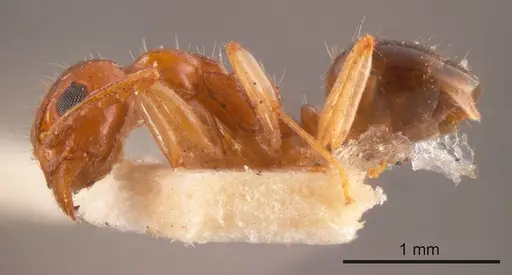 Dolichoderus parvus specimen