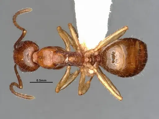 Dolichoderus parvus - CASENT0886107
