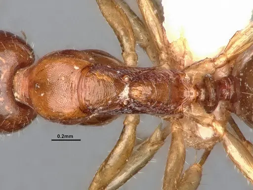 Dolichoderus parvus - CASENT0886107