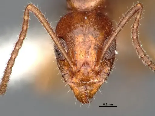 Dolichoderus parvus - CASENT0886107