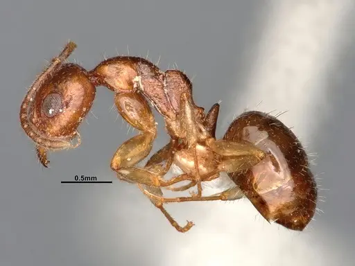 Dolichoderus parvus - CASENT0886107