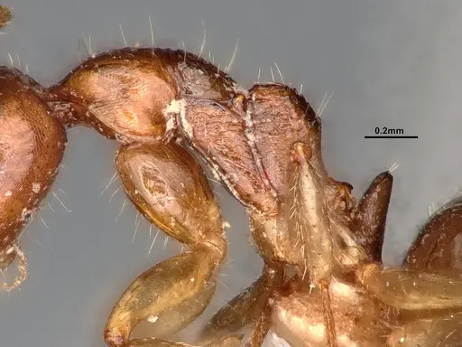 Dolichoderus parvus - CASENT0886107