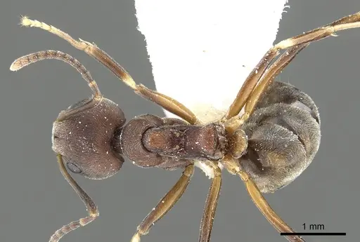 Dolichoderus pastorulus specimen