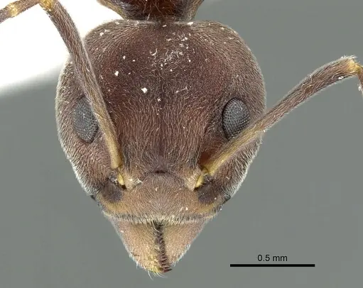 Dolichoderus pastorulus specimen