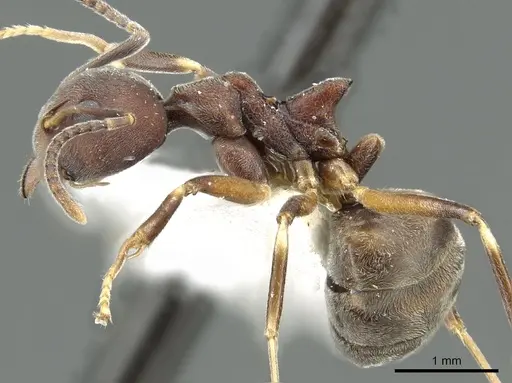 Dolichoderus pastorulus specimen