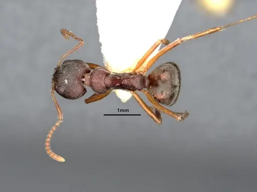 Dolichoderus pastorulus - SMFHYM0008899
