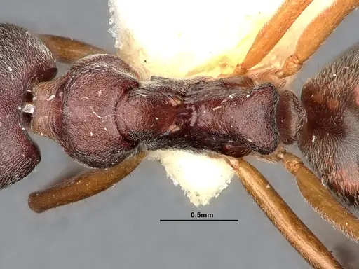 Dolichoderus pastorulus - SMFHYM0008899