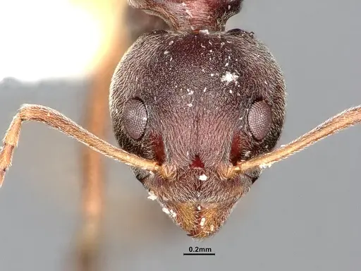 Dolichoderus pastorulus - SMFHYM0008899