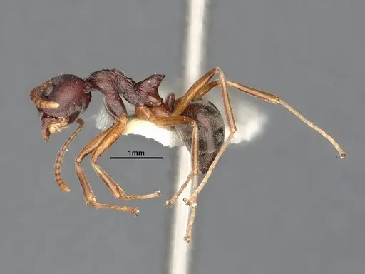 Dolichoderus pastorulus - SMFHYM0008899