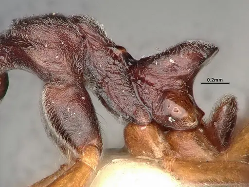 Dolichoderus pastorulus - SMFHYM0008899