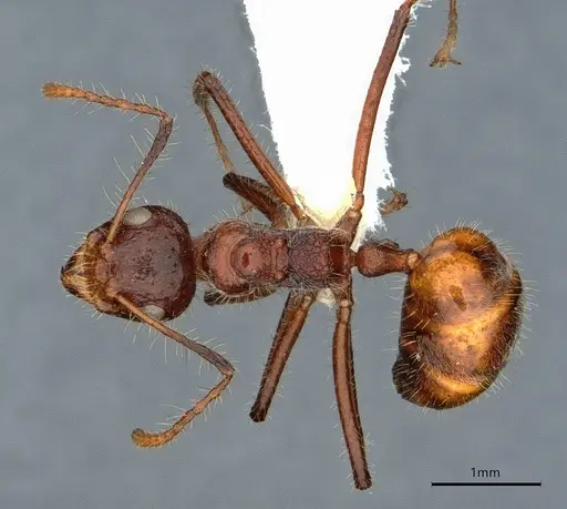 Dolichoderus patens specimen