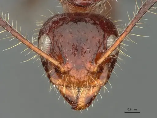 Dolichoderus patens specimen