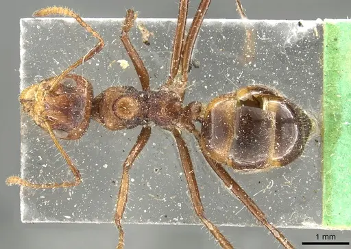 Dolichoderus patens - CASENT0902969