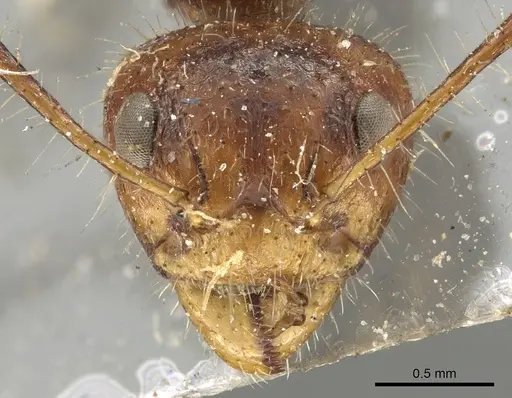 Dolichoderus patens - CASENT0902969