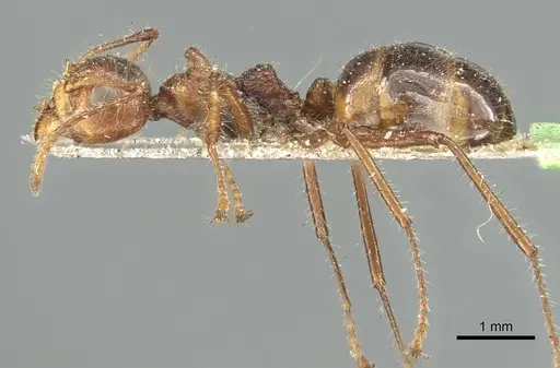 Dolichoderus patens - CASENT0902969