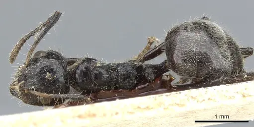 Dolichoderus patens - CASENT0905012