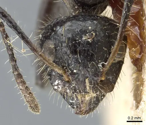 Dolichoderus patens - CASENT0905012