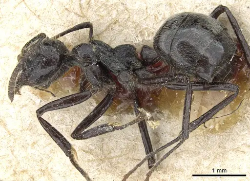 Dolichoderus patens - CASENT0905012