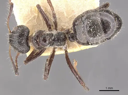 Dolichoderus patens - CASENT0909485