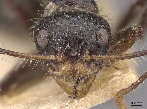 Dolichoderus patens - CASENT0909485