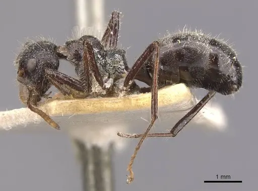 Dolichoderus patens - CASENT0909485