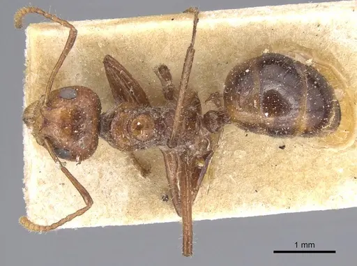 Dolichoderus patens - CASENT0915554