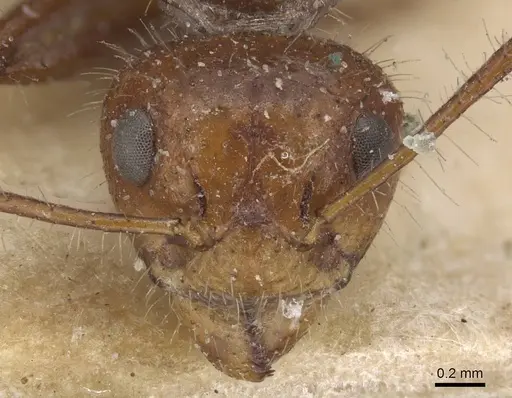 Dolichoderus patens - CASENT0915554