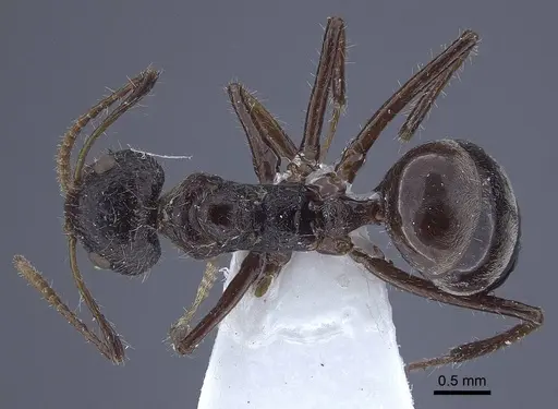 Dolichoderus patens - CASENT0916766