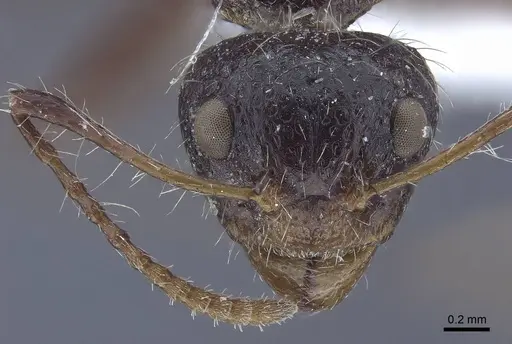 Dolichoderus patens - CASENT0916766