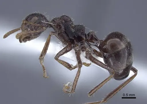 Dolichoderus patens - CASENT0916766