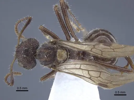 Dolichoderus patens - CASENT0916767