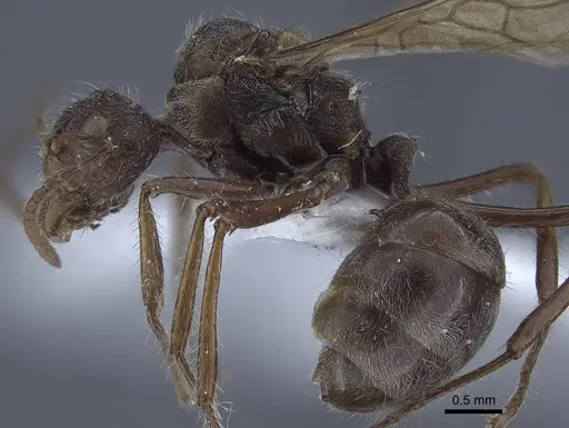 Dolichoderus patens - CASENT0916767