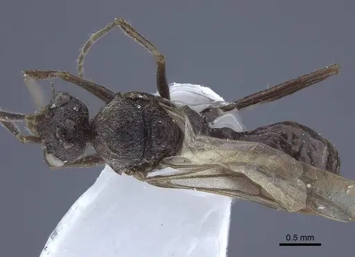 Dolichoderus patens - CASENT0916768