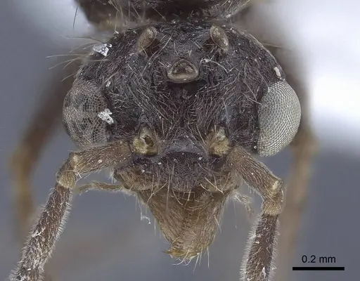 Dolichoderus patens - CASENT0916768