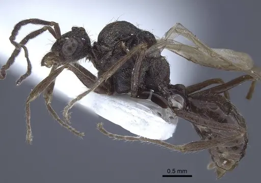 Dolichoderus patens - CASENT0916768