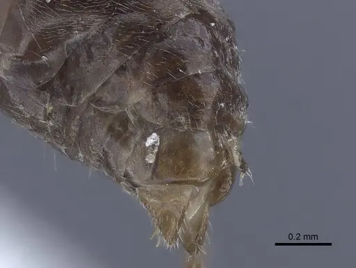 Dolichoderus patens - CASENT0916768