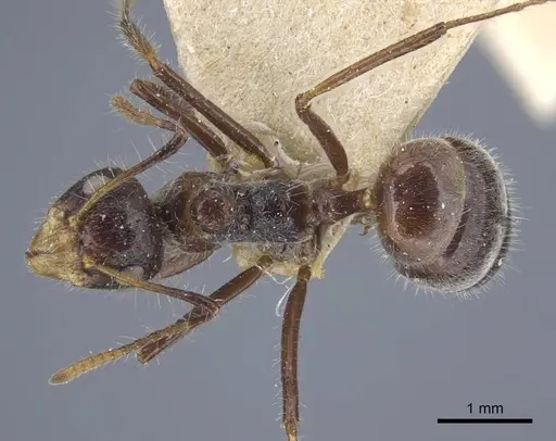 Dolichoderus patens - CASENT0917099