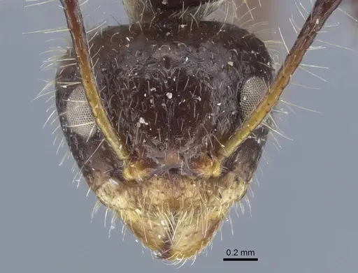 Dolichoderus patens - CASENT0917099